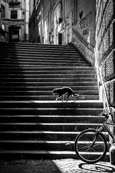 BECECCHI Dalila